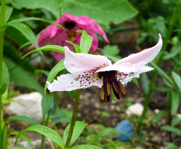 Nomocharis saluensis North American Rock Garden Society
